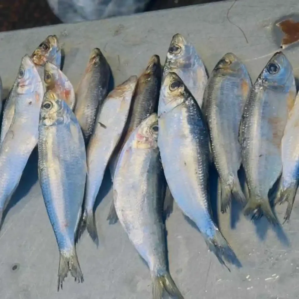 Chapila FIsh for cat