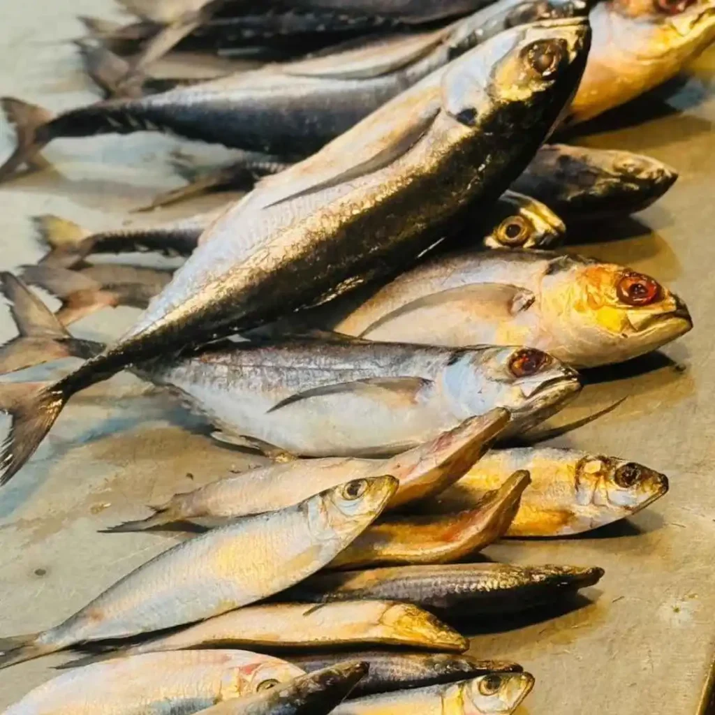 Chapila and Shurma Fish for cat