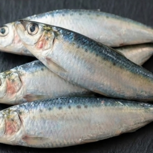 chapila fish for cat