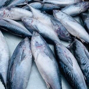 Tuna fish picture